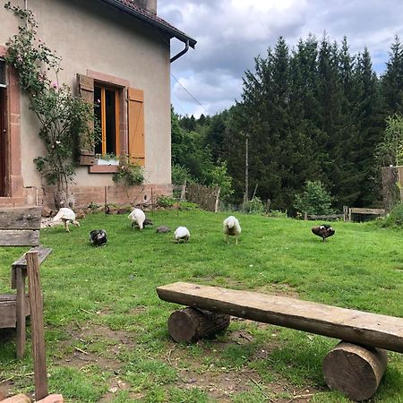 A L'Oree De Soi: Eco-Friendly Forest Retreat in the Vosges Saint-Sauveur  Exterior photo